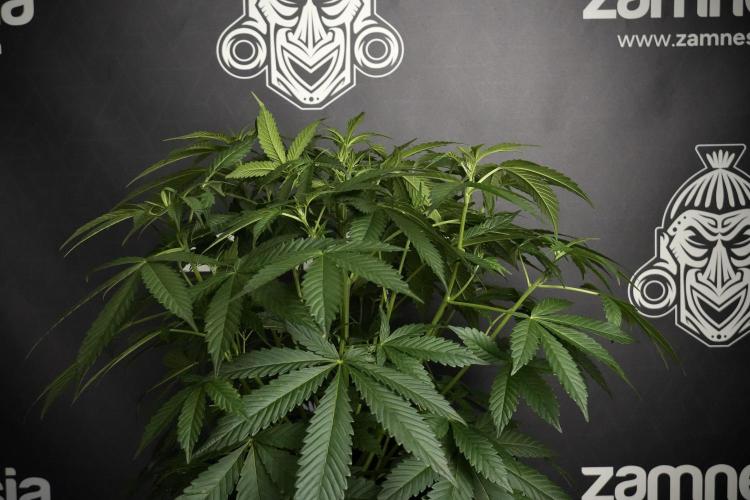 Pheno B Purple Haze By Zamnesia. Week 5 - Purple Haze Pheno B