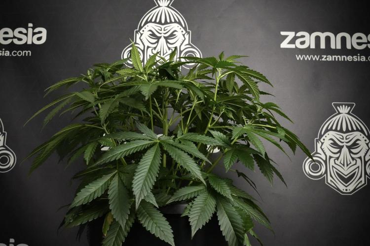 Pheno B Purple Haze By Zamnesia. Week 5 - Purple Haze Pheno B