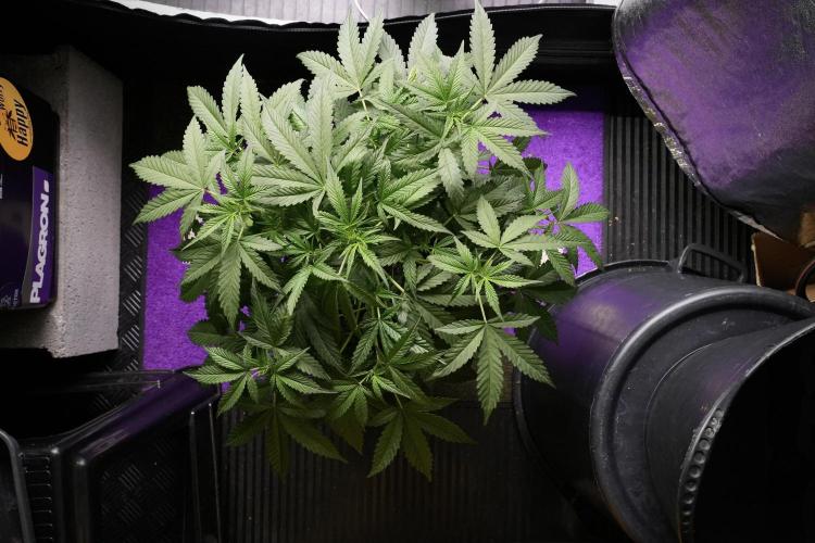 Pheno B Purple Haze By Zamnesia. Week 5 - Purple Haze Pheno B