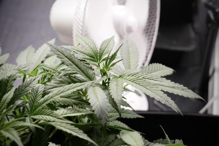 Pheno B Purple Haze By Zamnesia. Week 5 - Purple Haze Pheno B
