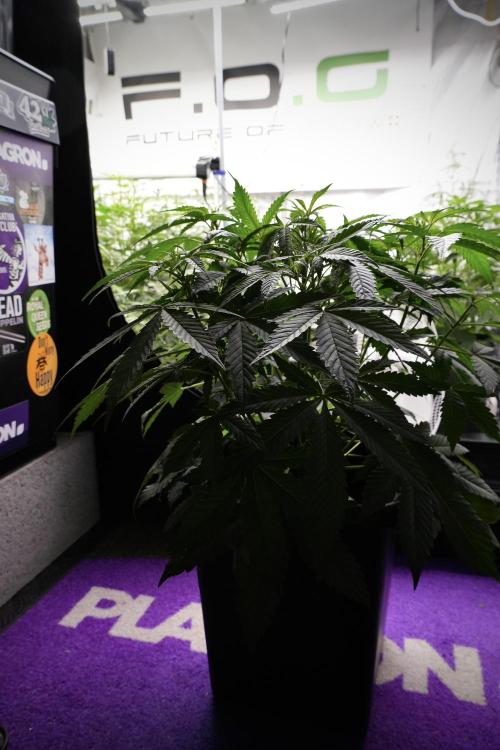Pheno B Purple Haze By Zamnesia. Week 5 - Purple Haze Pheno B