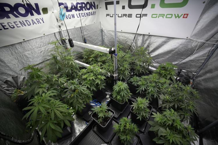 Pheno B Purple Haze By Zamnesia. Week 5 - Room and vibes
