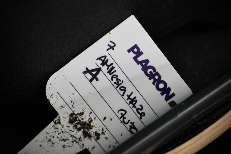 Amnesia Haze Auto by Zamnesia Pheno A. Week 5 - Amnesia Haze Auto Plant A