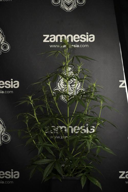 Amnesia Haze Auto by Zamnesia Pheno A. Week 5 - Amnesia Haze Auto Plant A elegant 