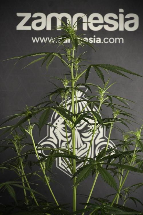 Amnesia Haze Auto by Zamnesia Pheno A. Week 5 - Amnesia Haze Auto Plant A elegant 