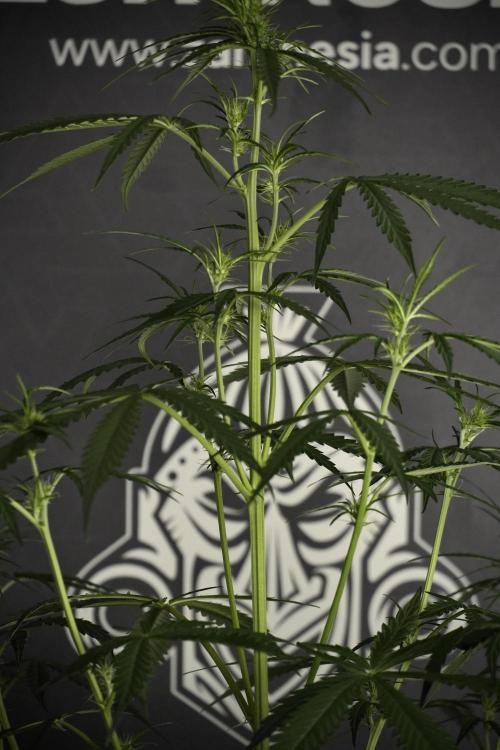Amnesia Haze Auto by Zamnesia Pheno A. Week 5 - Amnesia Haze Auto Plant A elegant 