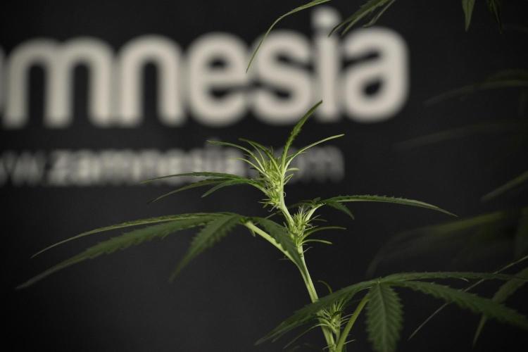 Amnesia Haze Auto by Zamnesia Pheno A. Week 5 - Amnesia Haze Auto Plant A elegant 