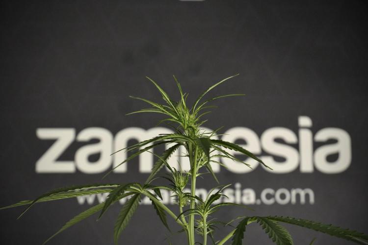 Amnesia Haze Auto by Zamnesia Pheno A. Week 5 - Amnesia Haze Auto Plant A elegant 