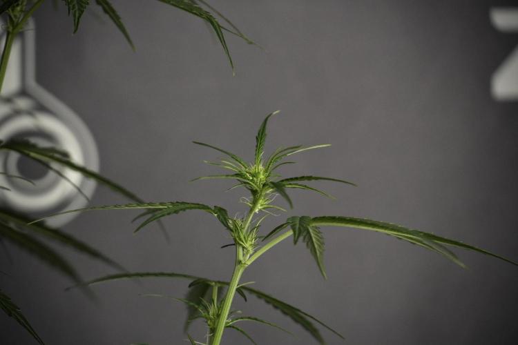 Amnesia Haze Auto by Zamnesia Pheno A. Week 5 - Amnesia Haze Auto Plant A elegant 