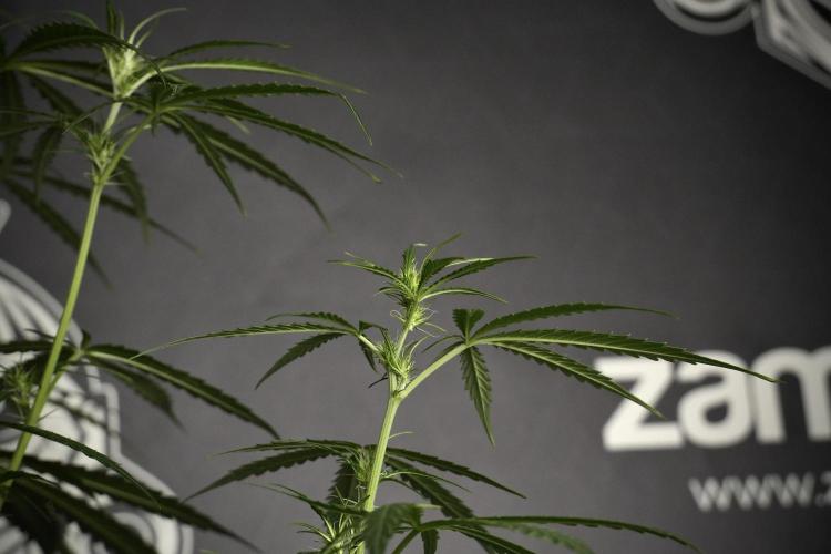 Amnesia Haze Auto by Zamnesia Pheno A. Week 5 - Amnesia Haze Auto Plant A elegant 