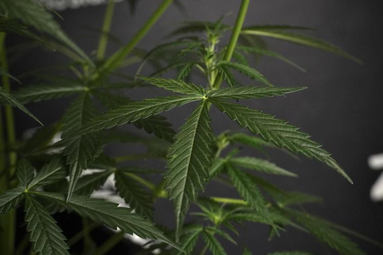 Amnesia Haze Auto by Zamnesia Pheno A. Week 5 - Amnesia Haze Auto Plant A elegant 