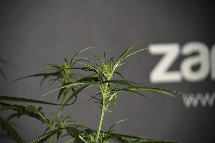 Amnesia Haze Auto by Zamnesia Pheno A. Week 5 - Amnesia Haze Auto Plant A elegant 