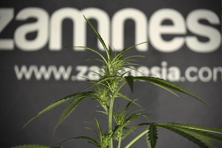Amnesia Haze Auto by Zamnesia Pheno A. Week 5 - Amnesia Haze Auto Plant A elegant 