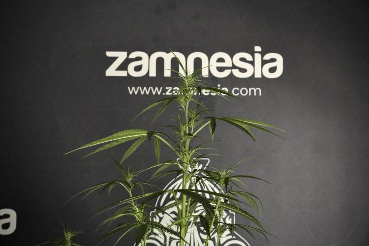 Amnesia Haze Auto by Zamnesia Pheno A. Week 5 - Amnesia Haze Auto Plant A elegant 