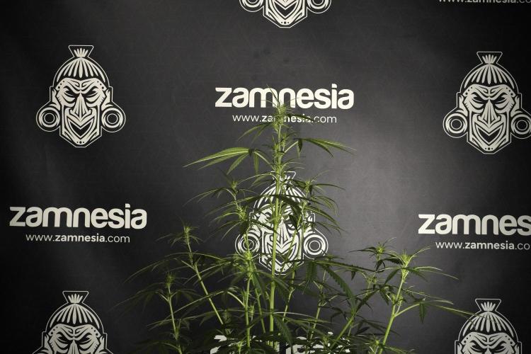 Amnesia Haze Auto by Zamnesia Pheno A. Week 5 - Amnesia Haze Auto Plant A elegant 