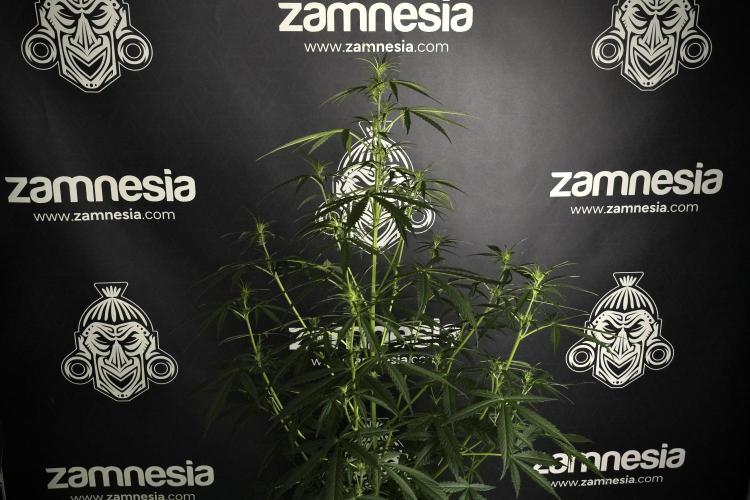 Amnesia Haze Auto by Zamnesia Pheno A. Week 5 - Amnesia Haze Auto Plant A elegant 