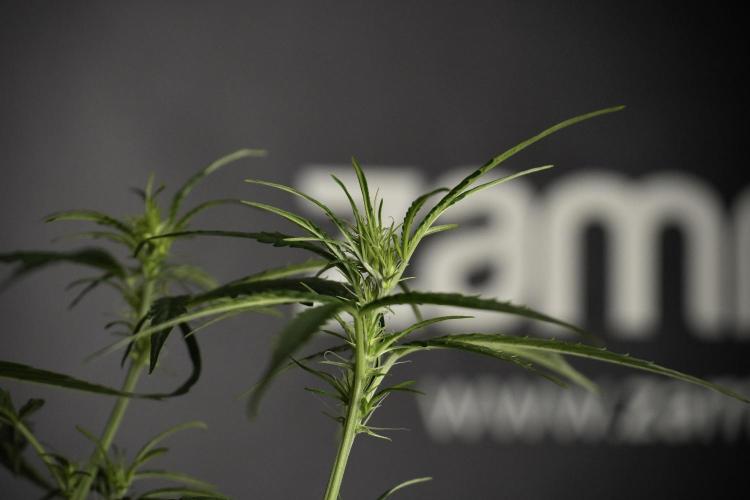Amnesia Haze Auto by Zamnesia Pheno A. Week 5 - Amnesia Haze Auto Plant A elegant 