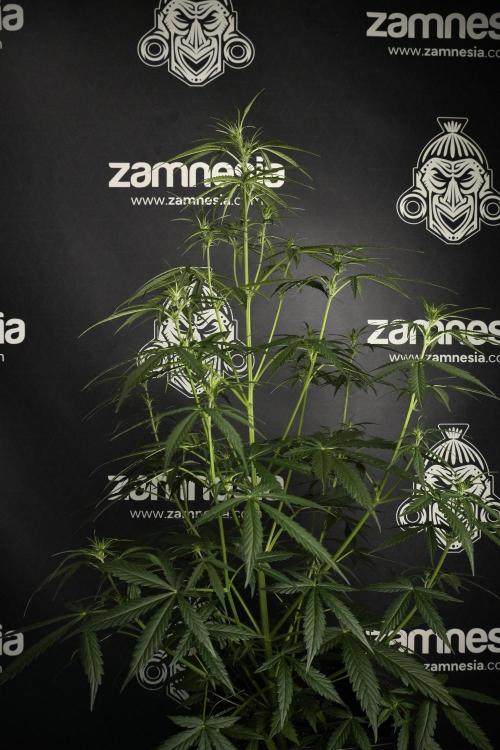 Amnesia Haze Auto by Zamnesia Pheno A. Week 5 - Amnesia Haze Auto Plant A elegant 