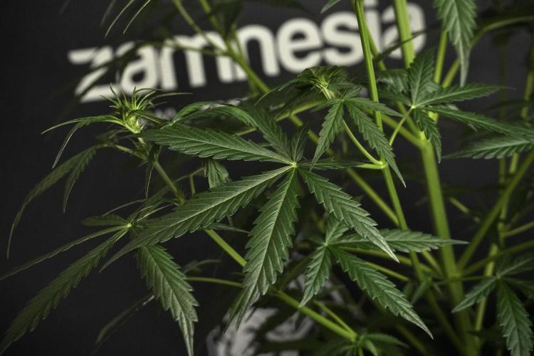 Amnesia Haze Auto by Zamnesia Pheno A. Week 5 - Amnesia Haze Auto Plant A elegant 