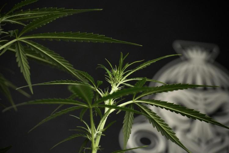 Amnesia Haze Auto by Zamnesia Pheno A. Week 5 - Amnesia Haze Auto Plant A elegant 