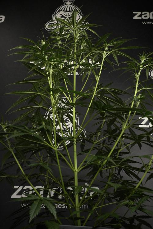 Amnesia Haze Auto by Zamnesia Pheno A. Week 5 - Amnesia Haze Auto Plant A elegant 