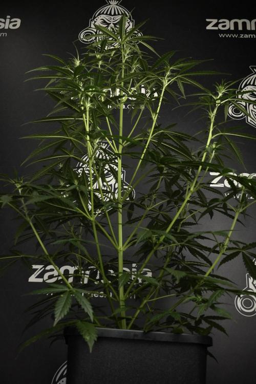 Amnesia Haze Auto by Zamnesia Pheno A. Week 5 - Amnesia Haze Auto Plant A elegant 