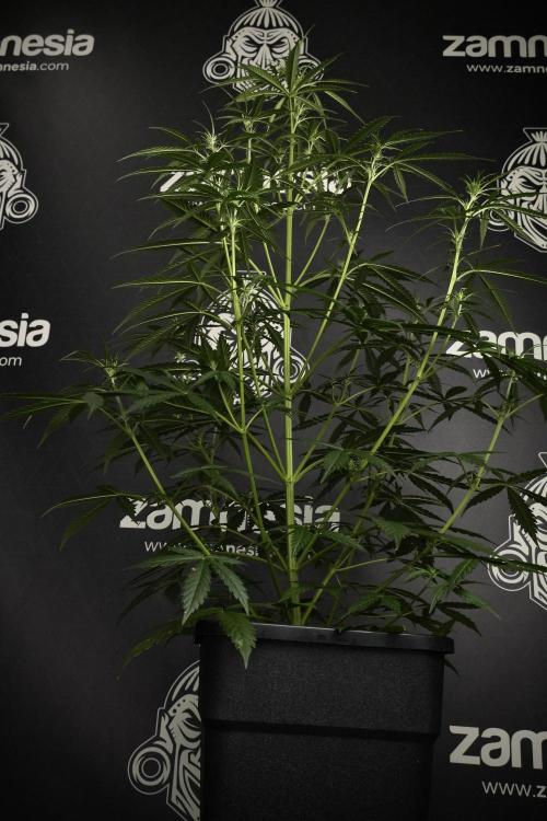 Amnesia Haze Auto by Zamnesia Pheno A. Week 5 - Amnesia Haze Auto Plant A elegant 