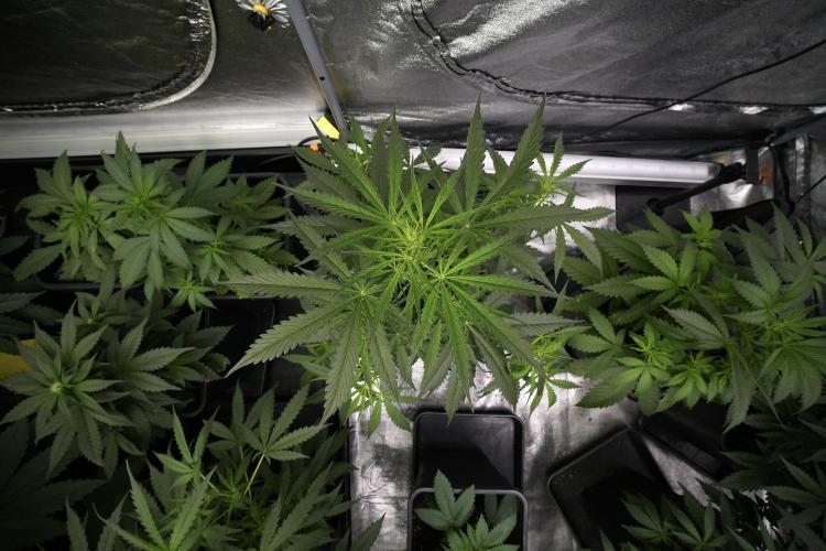 Amnesia Haze Auto by Zamnesia Pheno B. Week 5 - Amnesia Haze Auto bird view