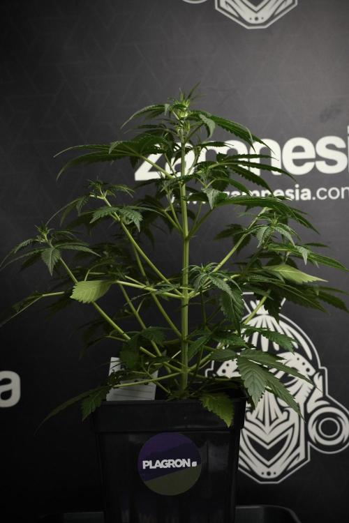 Amnesia Haze Auto by Zamnesia Pheno B. Week 5 - Amnesia Haze Auto Plant B