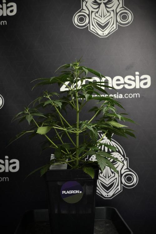 Amnesia Haze Auto by Zamnesia Pheno B. Week 5 - Amnesia Haze Auto Plant B