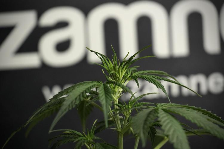 Amnesia Haze Auto by Zamnesia Pheno B. Week 5 - Amnesia Haze Auto Plant B