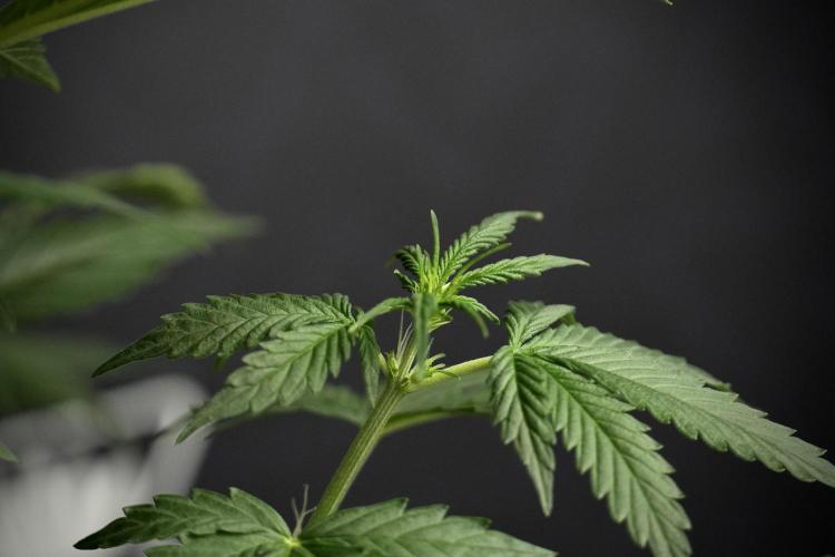 Amnesia Haze Auto by Zamnesia Pheno B. Week 5 - Amnesia Haze Auto Plant B