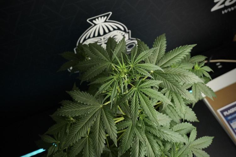 Amnesia Haze Auto by Zamnesia Pheno B. Week 5 - Amnesia Haze Auto Plant B