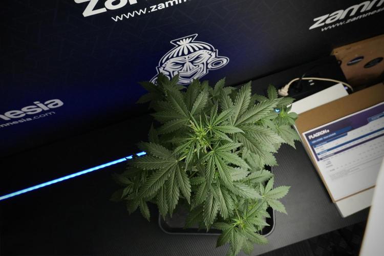 Amnesia Haze Auto by Zamnesia Pheno B. Week 5 - Amnesia Haze Auto Plant B