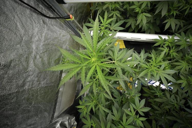 Black Diamont Auto By Zamnesia Pheno A. Week 5 - Black Diamont Auto Bird view