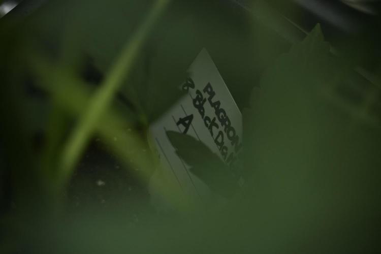 Black Diamont Auto By Zamnesia Pheno A. Week 5 - Black Diamont Auto Plant A