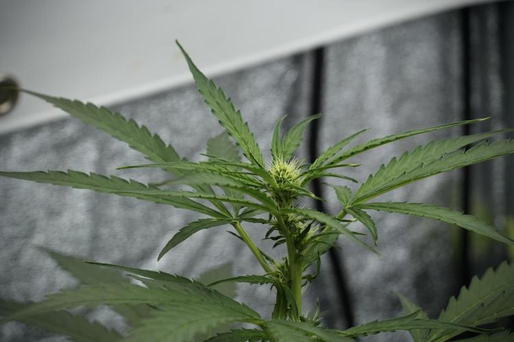 Black Diamont Auto By Zamnesia Pheno A. Week 5 - Black Diamont Auto Plant A