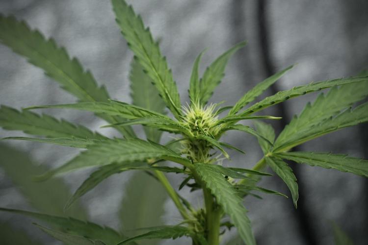 Black Diamont Auto By Zamnesia Pheno A. Week 5 - Black Diamont Auto Plant A