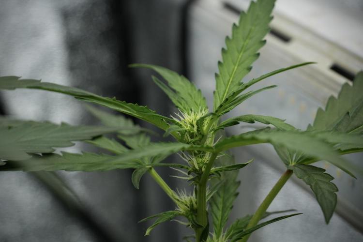 Black Diamont Auto By Zamnesia Pheno A. Week 5 - Black Diamont Auto Plant A