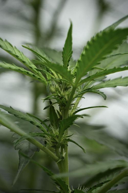 Black Diamont Auto By Zamnesia Pheno A. Week 5 - Black Diamont Auto Plant A