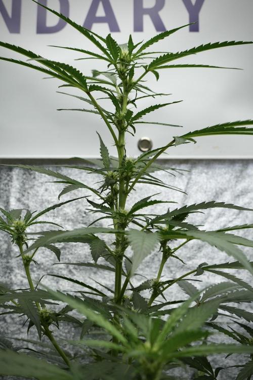 Black Diamont Auto By Zamnesia Pheno A. Week 5 - Black Diamont Auto Plant A