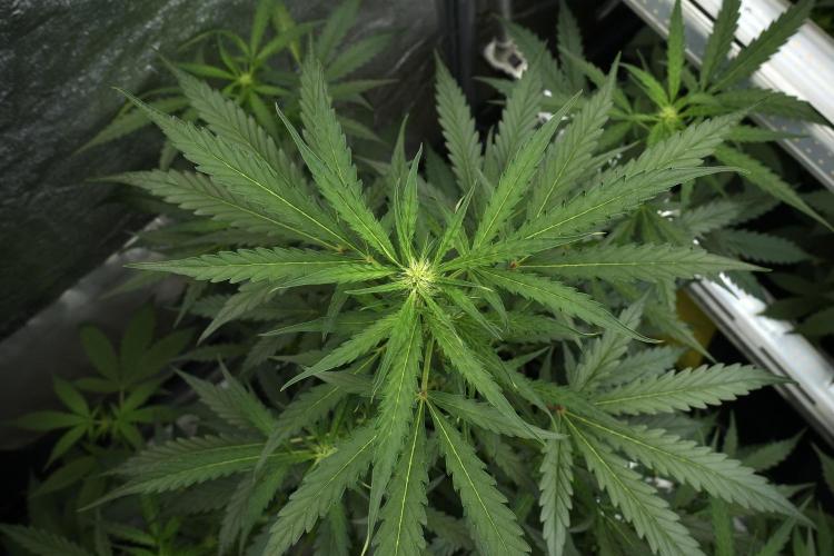 Black Diamont Auto By Zamnesia Pheno A. Week 5 - Black Diamont Auto Plant A