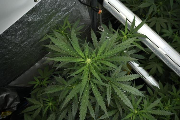 Black Diamont Auto By Zamnesia Pheno A. Week 5 - Black Diamont Auto Plant A