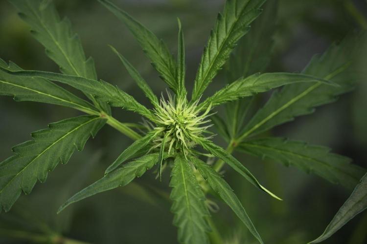 Black Diamont Auto By Zamnesia Pheno A. Week 5 - Black Diamont Auto Plant A