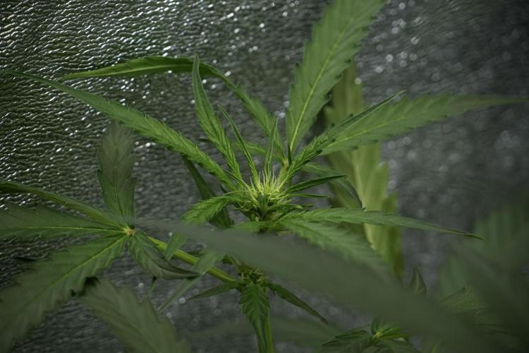 Black Diamont Auto By Zamnesia Pheno A. Week 5 - Black Diamont Auto Plant A