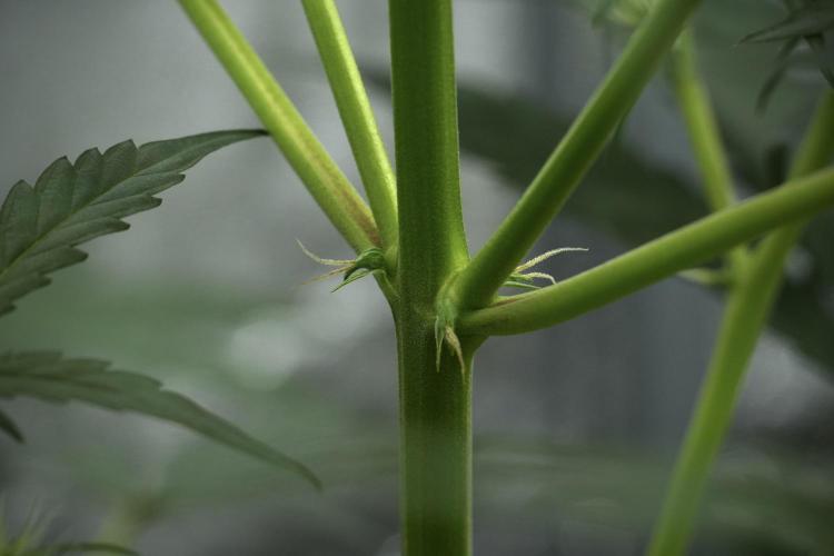 Black Diamont Auto By Zamnesia Pheno A. Week 5 - Black Diamont Auto Plant A