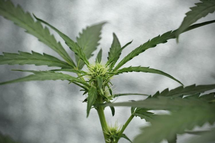 Black Diamont Auto By Zamnesia Pheno A. Week 5 - Black Diamont Auto Plant A