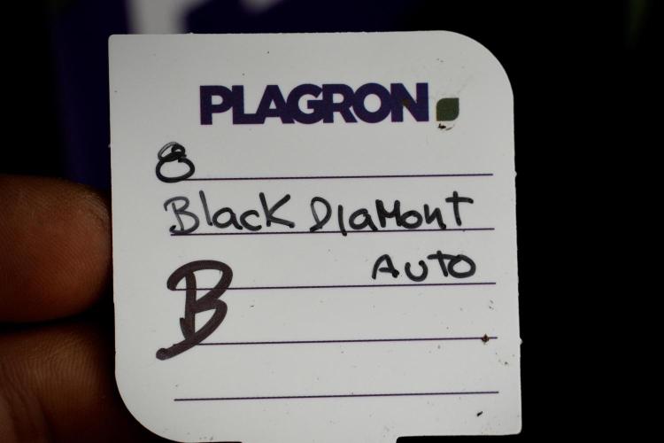 Pheno B Black Diamont Auto By Zamnesia. Week 5 - Black Diamont Auto Pheno B