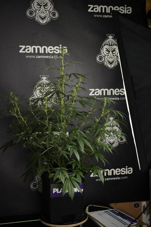 Pheno B Black Diamont Auto By Zamnesia. Week 5 - Black Diamont Auto Pheno B