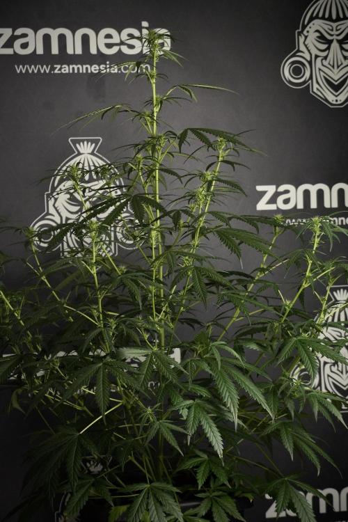 Pheno B Black Diamont Auto By Zamnesia. Week 5 - Black Diamont Auto Pheno B